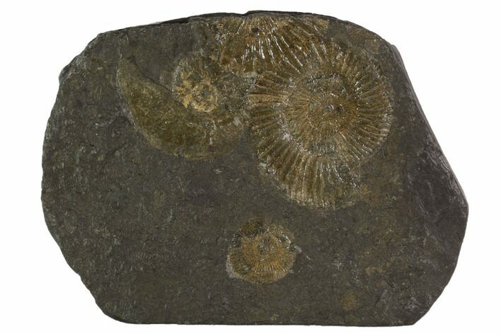 Dactylioceras Ammonite Cluster - Posidonia Shale, Germany #100241